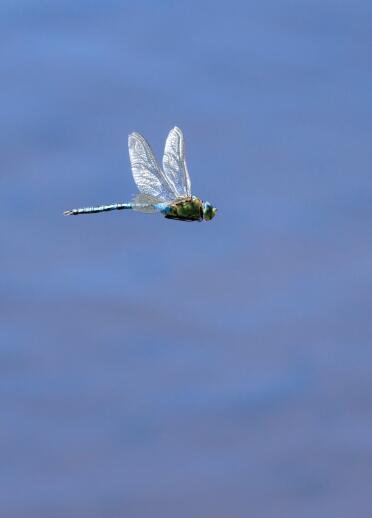 A large dragonfly flying.
