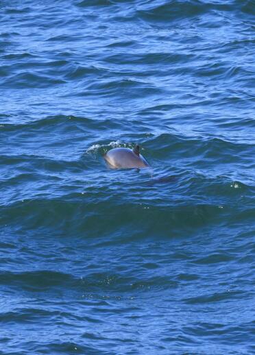 A glimpse of a porpoise's back and fin breaking above the waves.