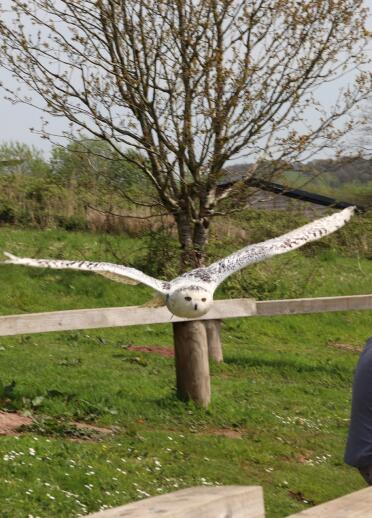 A white owl in flight at a falconry display.