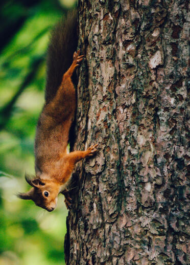 A red squirrel climbing headfirst down a tree.