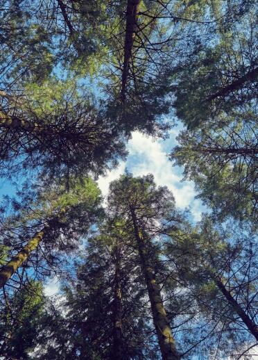 Looking up at trees.