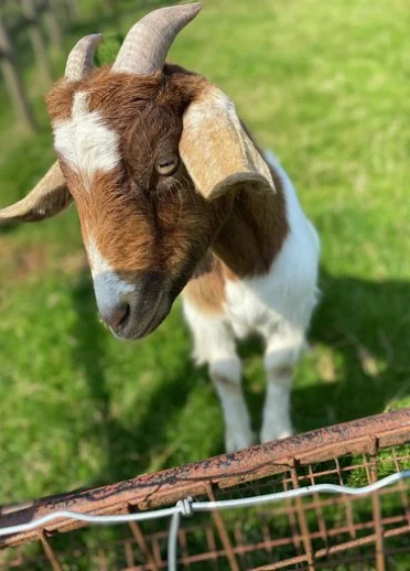 goat near fence.