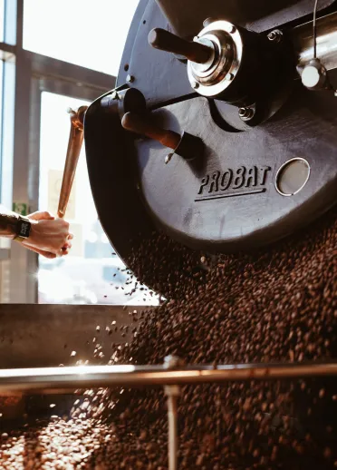 Freshly roasted coffee beans pour from an industrial Probat roaster as a worker operates the machine.