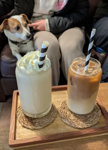 Two iced coffee drinks on a tray beside a dog in a café.