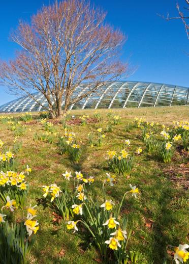 The glass dome greenhouse at National Botanic Garden  of Wales with daffodils in foreground.