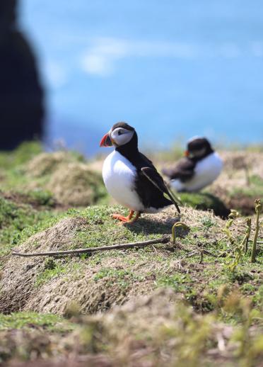 A couple of puffins in their natural habitat on the headland of Skomer Island.