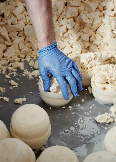 Handful of cheese being put into a mould during the process of producing truckles.