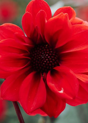 A close up of a single red flower.