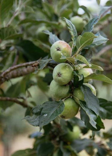 One of the apple trees at Hallets Cider farm.