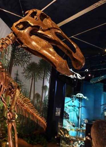 Dinosaurier bei Nationalmuseum, Cardiff.