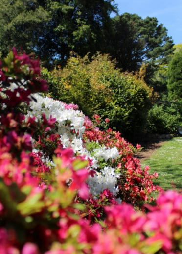 Pink, white and red azaleas in bloom in the garden at Plas Newydd Country House.