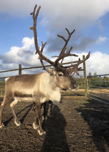 A male reindeer.