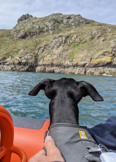 Arty the dog on the boat looking out to Skomer Island