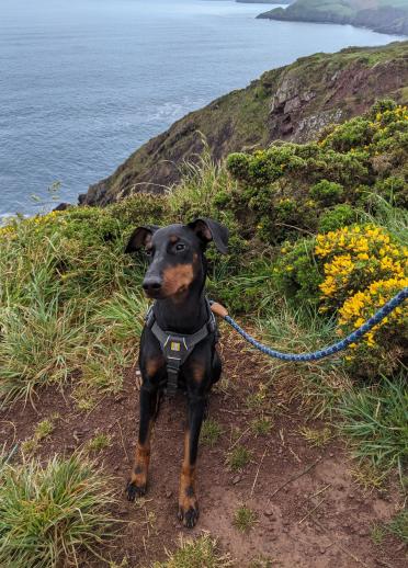 Arty the dog sitting on Skomer Island with the sea in the background