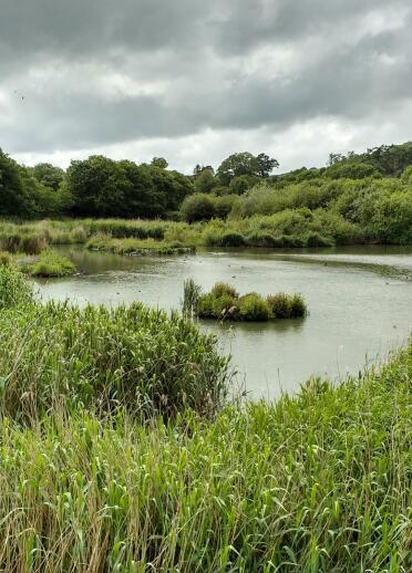 pond in nature reserve.