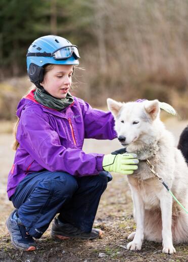 A child stroking one of the dogs