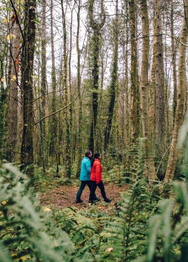 couple walking in woods, viewed through ferns.