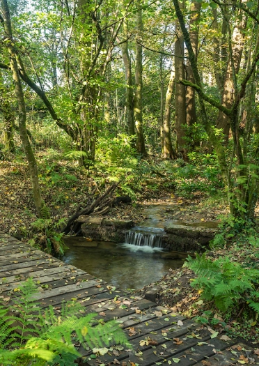 A wooden footbridge over a small stream in leafy woodland.
