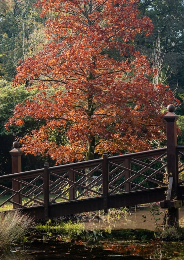An attractive wooden footbridge over a lake with autumnal red tree behind it