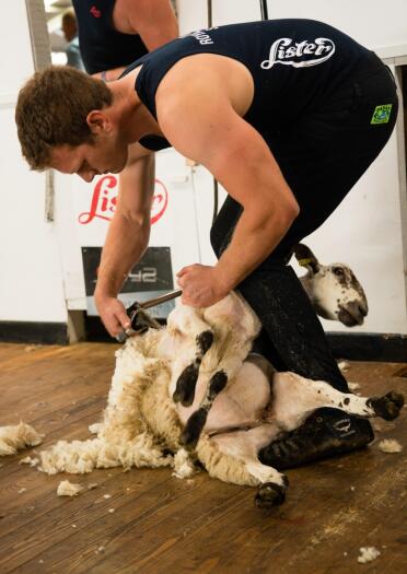 A man shearing a sheep during a competition at an agricultural show.
