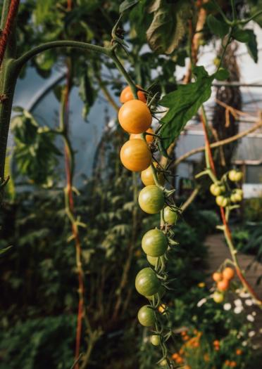 A crop of small ripening tomatoes growing in a polytunnel.