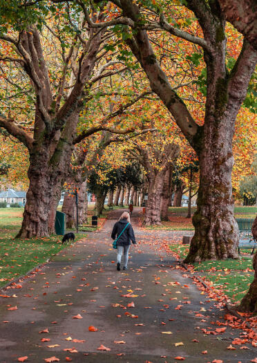 Frau, die im Herbst auf einem asphaltierten Weg zwischen alten Bäumen im Ynysangharad Park, Pontypridd, spazieren geht.