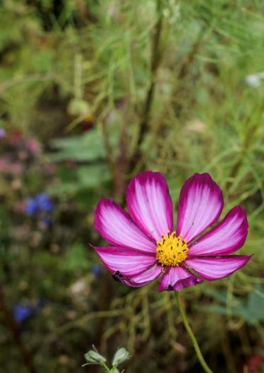 A pink flower with purple edging on the petals in a garden.