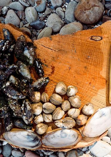 Cockles, mussels and razor clams displayed on a piece of bark amongst the pebbles on the beach.