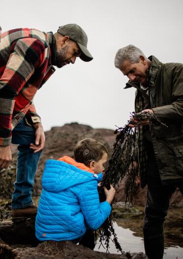 Two parents and a young boy with a foraging guide collecting seaweed from rockpool. The boy is smelling and touching the seaweed.
