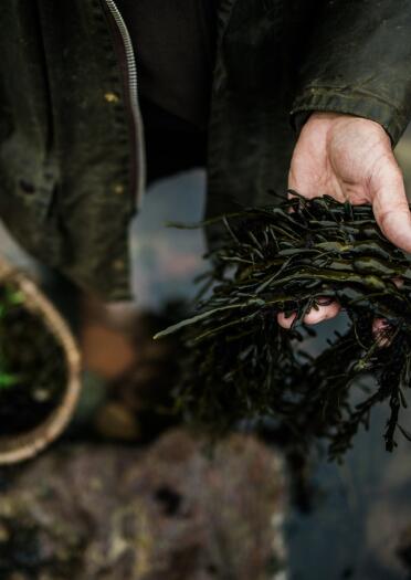 Close up shot of forager Gary Thomas holding basket in one hand and foraged seaweed in the other hand, standing in the sea.