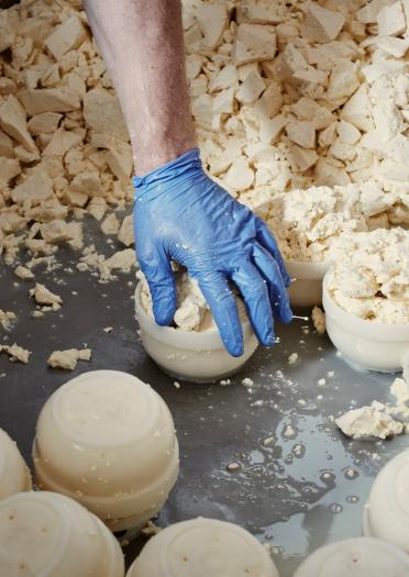Handful of cheese being put into a mould during the process of producing truckles.