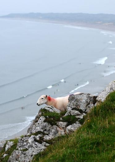 A sheep  wandering the cliffs at Rhossili Bay, Gower.