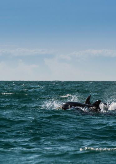 two dolphins playing together in the sea