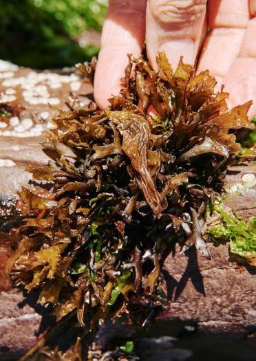 Close up of seaweed from Caerfai Beach.