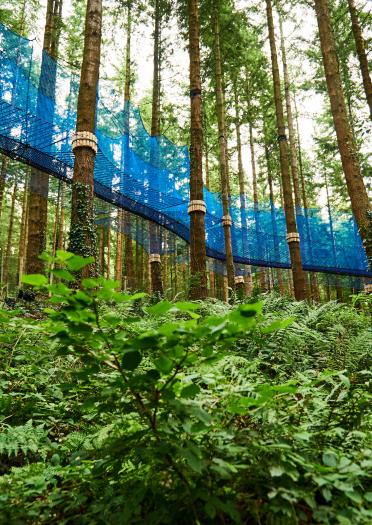 A walkway of blue nets tied between trees.