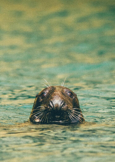 Image of a seal popping its head out of the water and looking directly at the camera.