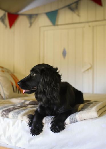 Spaniel on bed.