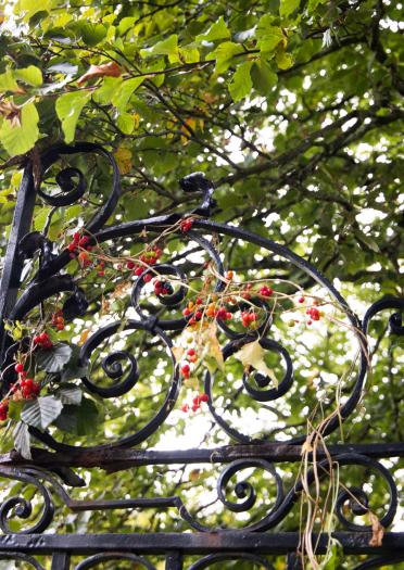 Image of a small part of an iron gate with plants and berries growing