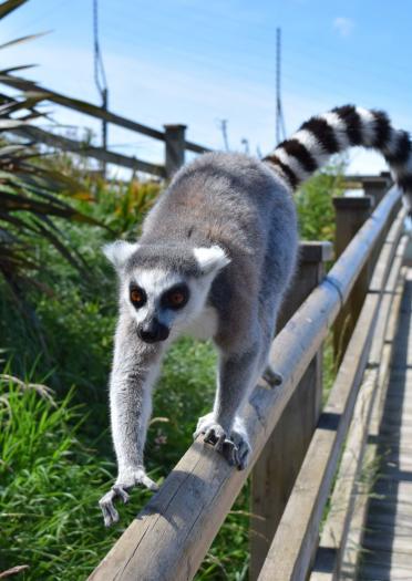 An image of a ring tail lemur at the Welsh Mountain Zoo