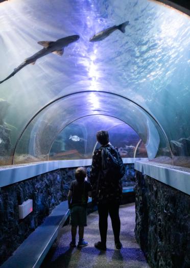 Woman and small boy under the aquarium tunnel in Rhyl's Seaquarium.