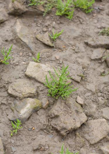 Close-up of samphire in the ground