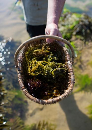 Matt Powell holds a wicker basket full of foraged seaweed