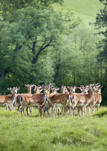 Herd of fallow deer in the woodland setting at Dinefwr.