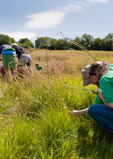 Students looking at grasses and flowers in a field.