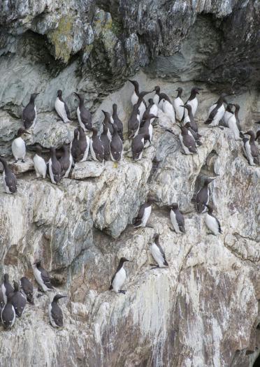 group of birds on cliff.
