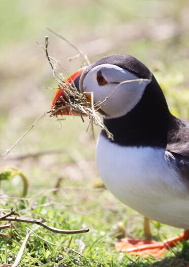 Atlantic Puffin with grass in its beak.