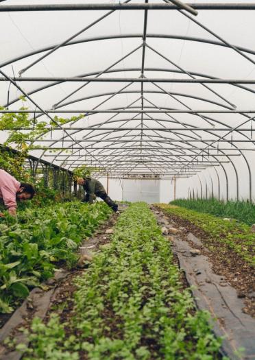 Two men working inside a large green house full of vegetables 