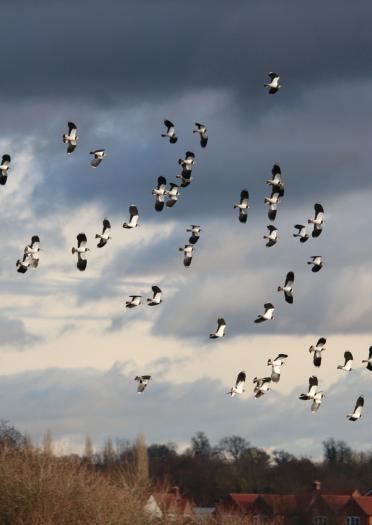 Lapwings flying in a group. 