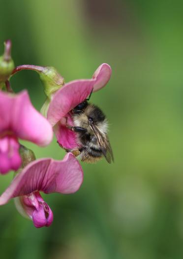 A bee in a pink flower.