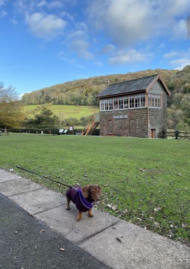A Dachshund in front of a railway signal box.